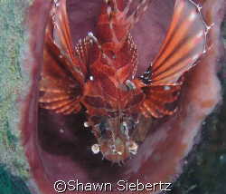 Lionfish hiding in a sponge. by Shawn Siebertz 